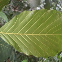 Artocarpus nobilis Thwaites